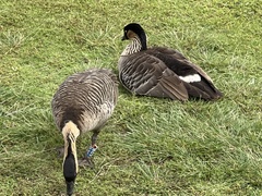 Branta sandvicensis