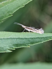 Plutellidae