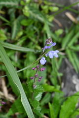 Scutellaria playfairii