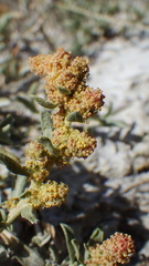 Atriplex gardneri