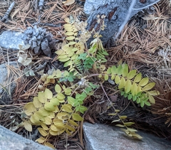 Polemonium pulcherrimum delicatum