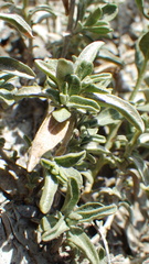 Atriplex gardneri