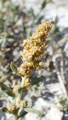 Atriplex gardneri