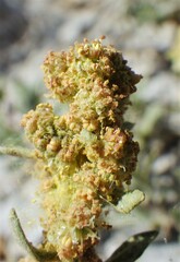 Atriplex gardneri