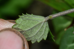 Scutellaria playfairii