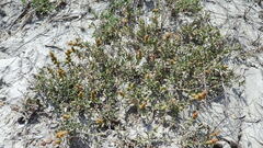 Atriplex gardneri