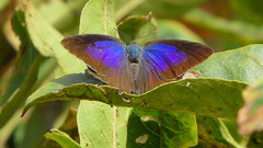 Arhopala amantes