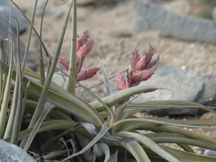Tillandsia latifolia