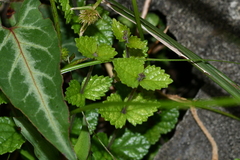 Scutellaria playfairii