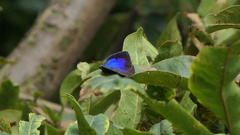 Arhopala amantes