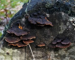 Gloeophyllum sepiarium