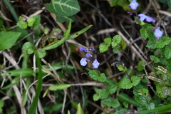 Scutellaria playfairii