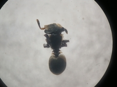 Cephalotes