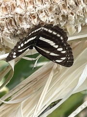 Neptis