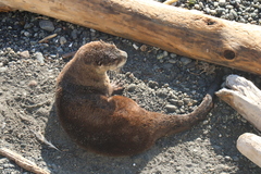 Lontra canadensis pacifica
