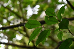 Syzygium kusukusuense