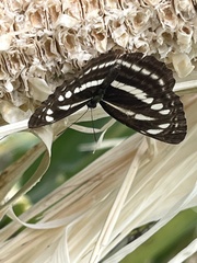 Neptis