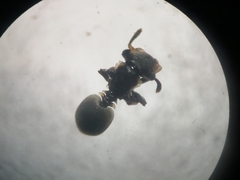 Cephalotes