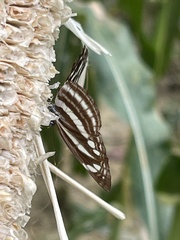 Neptis