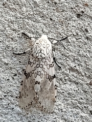 Hypercompe caudata
