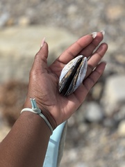 Mytilidae