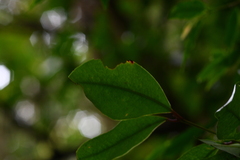 Syzygium kusukusuense