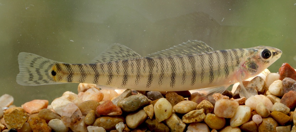 Bigscale Logperch (Wildlife and Wildflowers of Texas - Fish) · iNaturalist