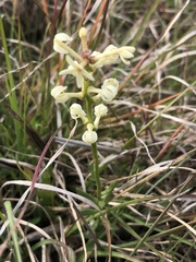 Stackhousia subterranea