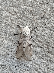 Hypercompe caudata