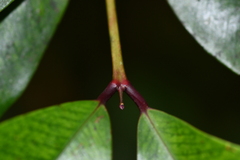 Syzygium kusukusuense