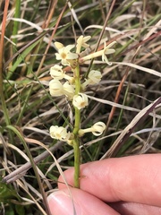 Stackhousia subterranea