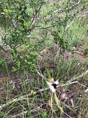 Caladenia tentaculata