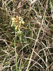 Stackhousia subterranea