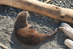 Lontra canadensis pacifica