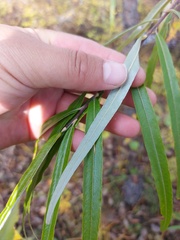 Salix schwerinii