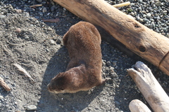 Lontra canadensis pacifica
