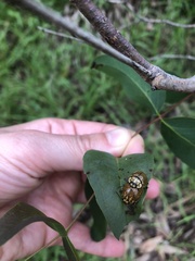 Paropsisterna agricola