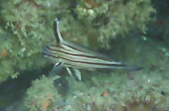 Pareques acuminatus