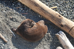 Lontra canadensis pacifica