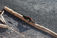 Lontra canadensis pacifica