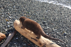 Lontra canadensis pacifica