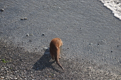 Lontra canadensis pacifica