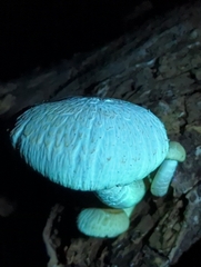Hypsizygus