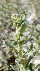 Atriplex gardneri