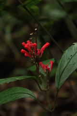 Scutellaria coccinea