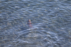 Lontra canadensis pacifica