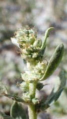 Atriplex gardneri