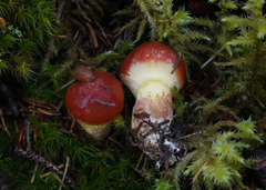 Suillus clintonianus