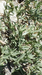 Atriplex gardneri