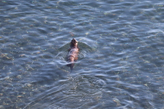 Lontra canadensis pacifica